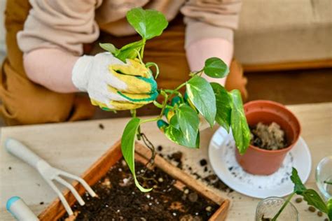 黃金葛種植方法水耕|【黃金葛可以水耕嗎？】水耕黃金葛的完整指南 